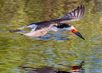 18: Murrells_2025-365