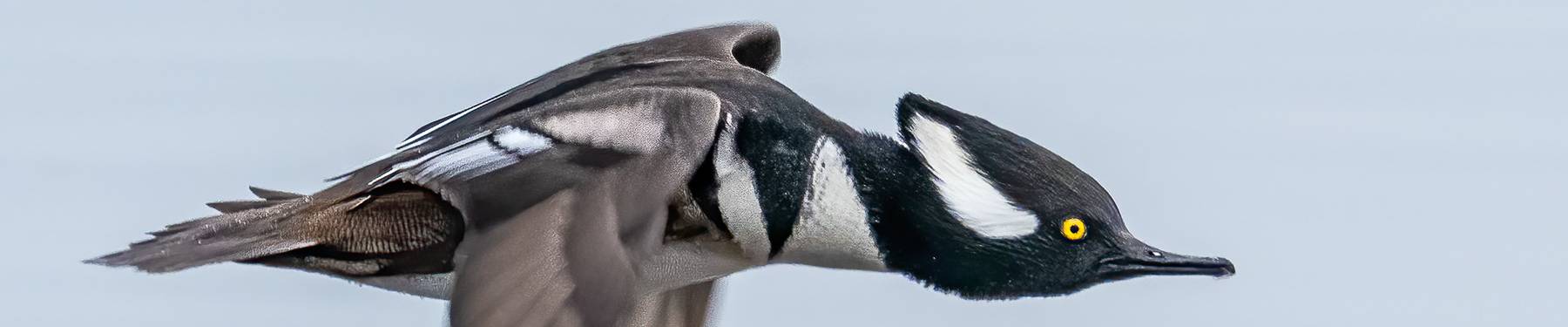 Click to show or hide the buttons