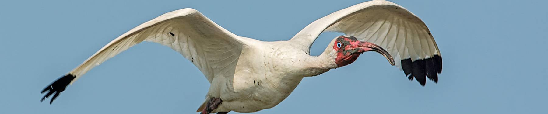 Click to show or hide the buttons