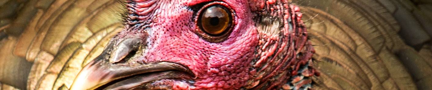 Click to show or hide the buttons