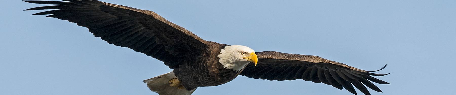 Click to show or hide the buttons