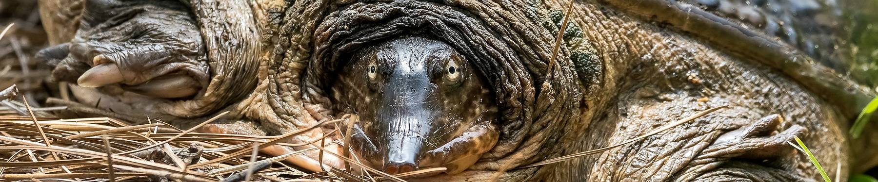 Click to show or hide the buttons