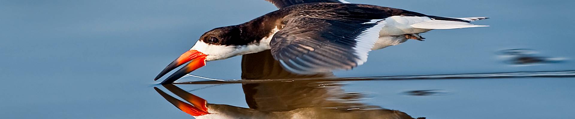 Click to show or hide the buttons