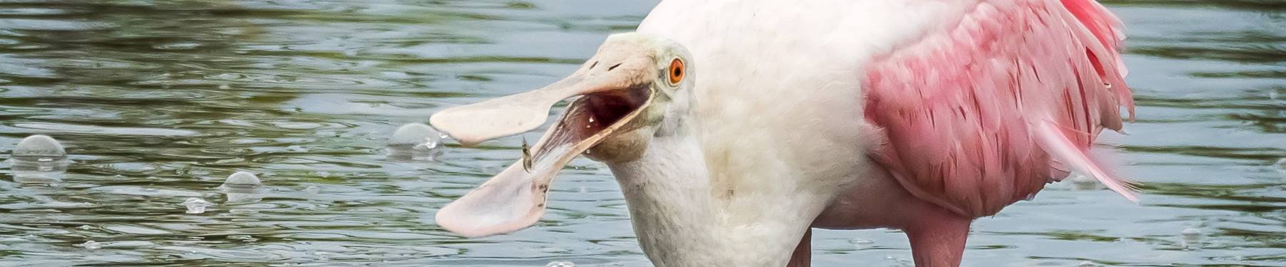 Click to show or hide the buttons