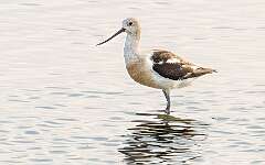 2: Avocet - American-1