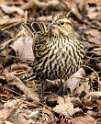 2: Blackbird - Red-winged-1