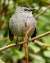 18: Catbird - Gray-2