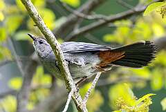 11: Catbird - Gray-3