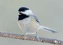 19: Chickadee - Black-capped-1