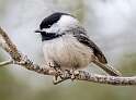 20: Chickadee - Black-capped-2