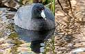 21: Coot - American-1