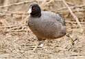 22: Coot - American-2