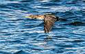 24: Cormorant - Double-creasted-2