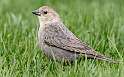 25: Cowbird - Brown-headed-1