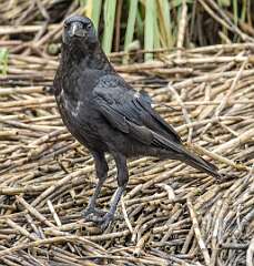 17: Crow - American-1