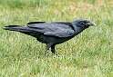26: Crow - Fish-1