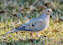 27: Dove - Mourning-1