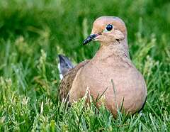 21: Dove - Mourning-2