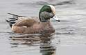 28: Duck - American Widgeon-1