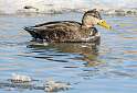 29: Duck - Black-1