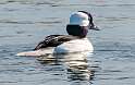 30: Duck - Bufflehead-1