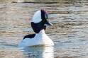 31: Duck - Bufflehead-2