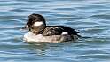 32: Duck - Bufflehead-3