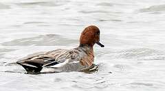 24: Duck - Eurasian Widgeon-1