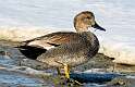 33: Duck - Gadwall-1