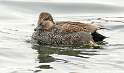 35: Duck - Gadwall-10
