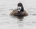 36: Duck - Greater Scaup-1