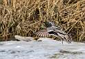 39: Duck - Green-winged Teal-5