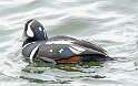 40: Duck - Harlequin-2