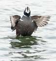 41: Duck - Harlequin-3