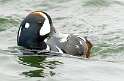 42: Duck - Harlequin-6