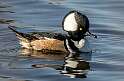43: Duck - Hooded Merganser-2