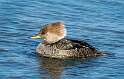 44: Duck - Hooded Merganser-3