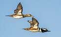 45: Duck - Hooded Merganser-4