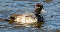 46: Duck - Lesser Scaup-1