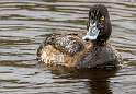 47: Duck - Lesser Scaup-2