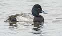 48: Duck - Lesser Scaup-3