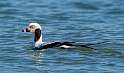 49: Duck - Long-tailed-1