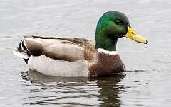 35: Duck - Mallard-3