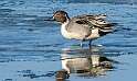 52: Duck - Northern Pintail-1