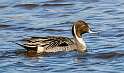 53: Duck - Northern Pintail-2