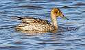 54: Duck - Northern Pintail-3