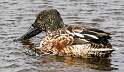 55: Duck - Northern Shoveler-1