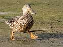 56: Duck - Northern Shoveler-3