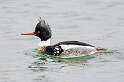 58: Duck - Red-breasted Merganser-6