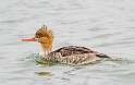 59: Duck - Red-breasted Merganser-7